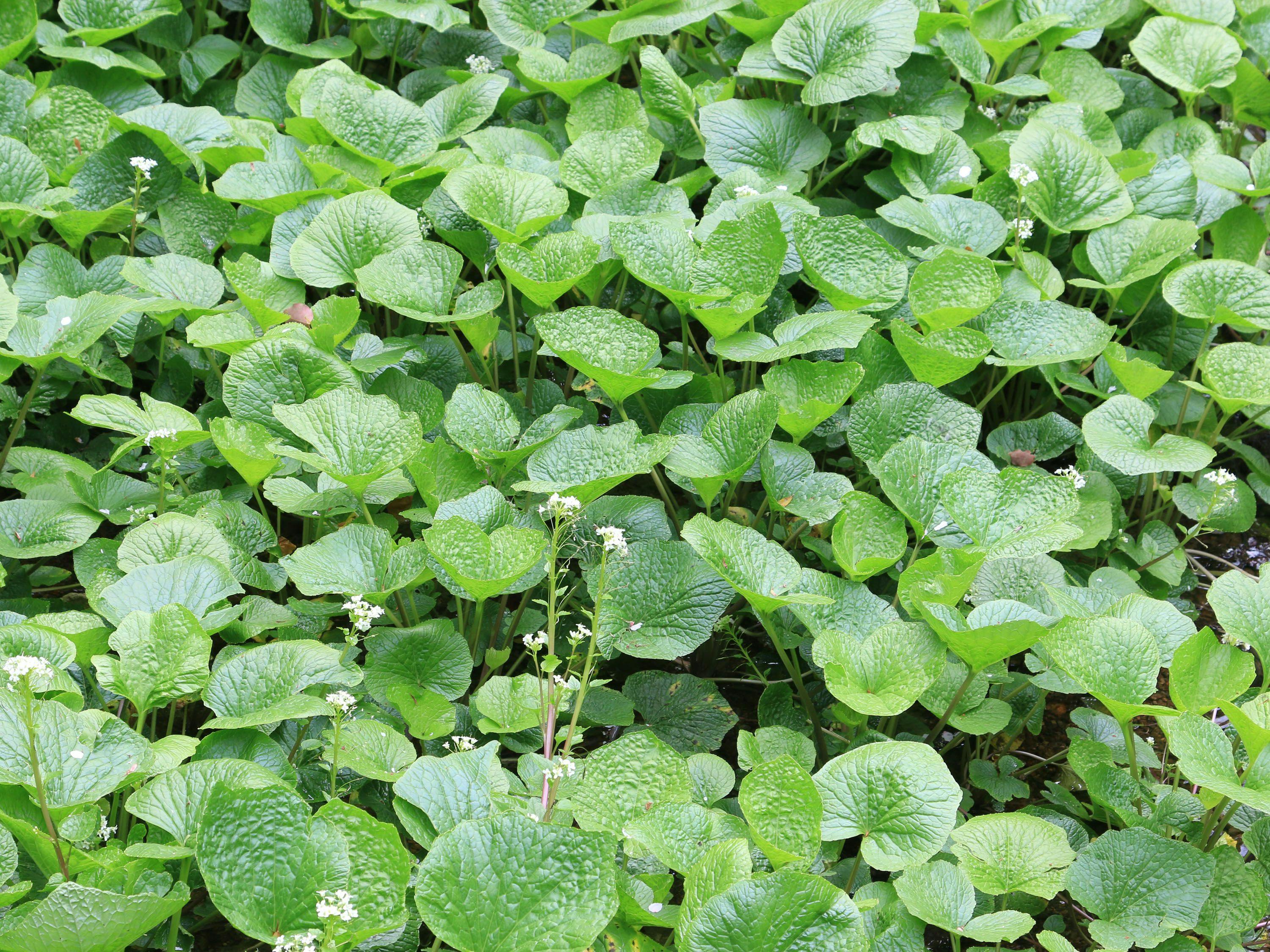 WASABI VILLAGE