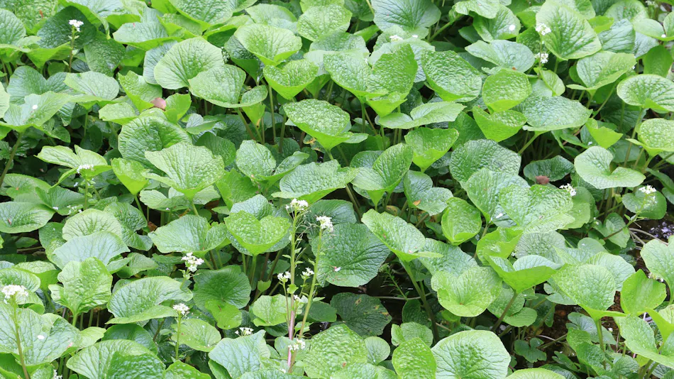 WASABI VILLAGE