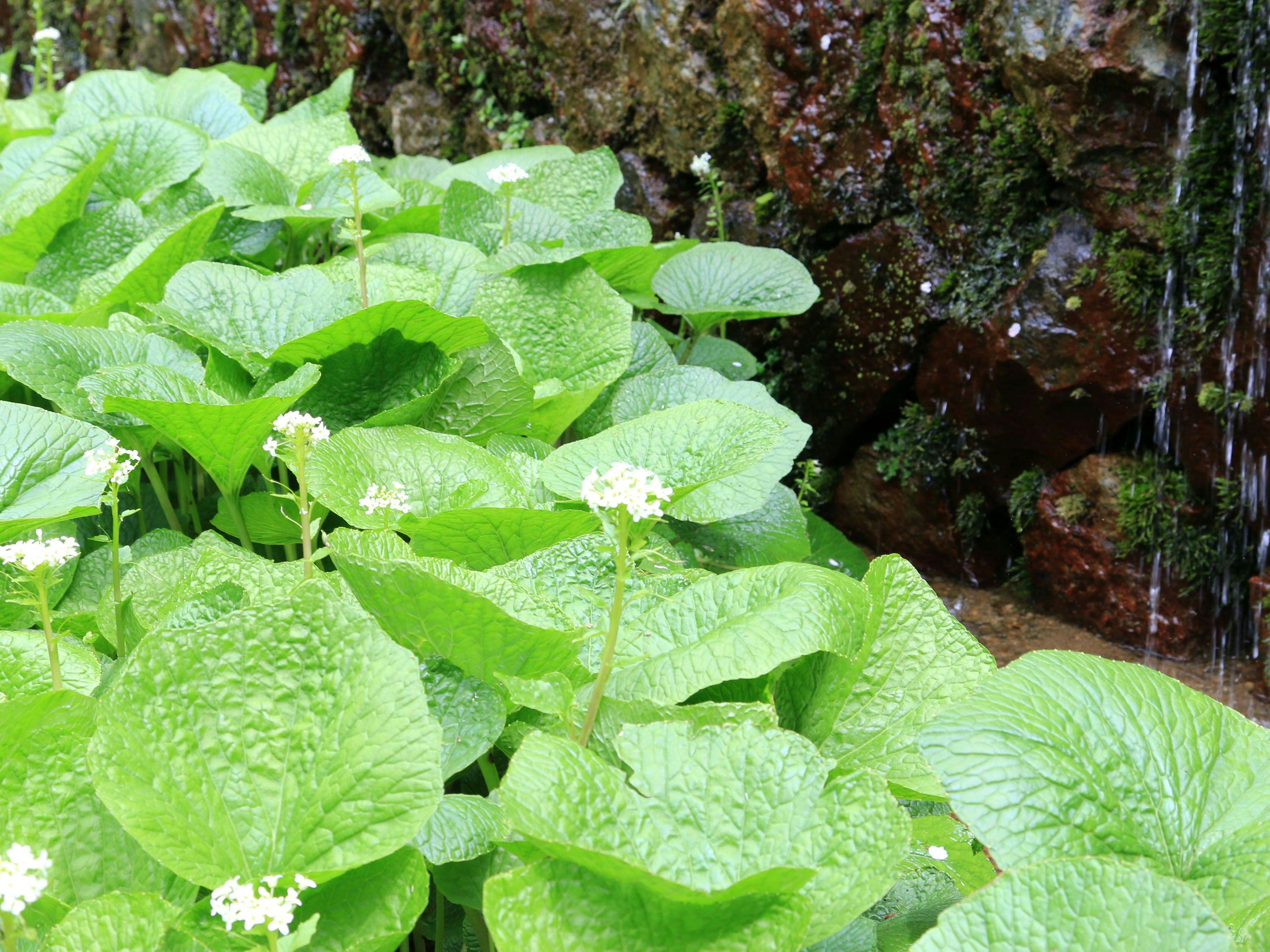 WASABI VILLAGE