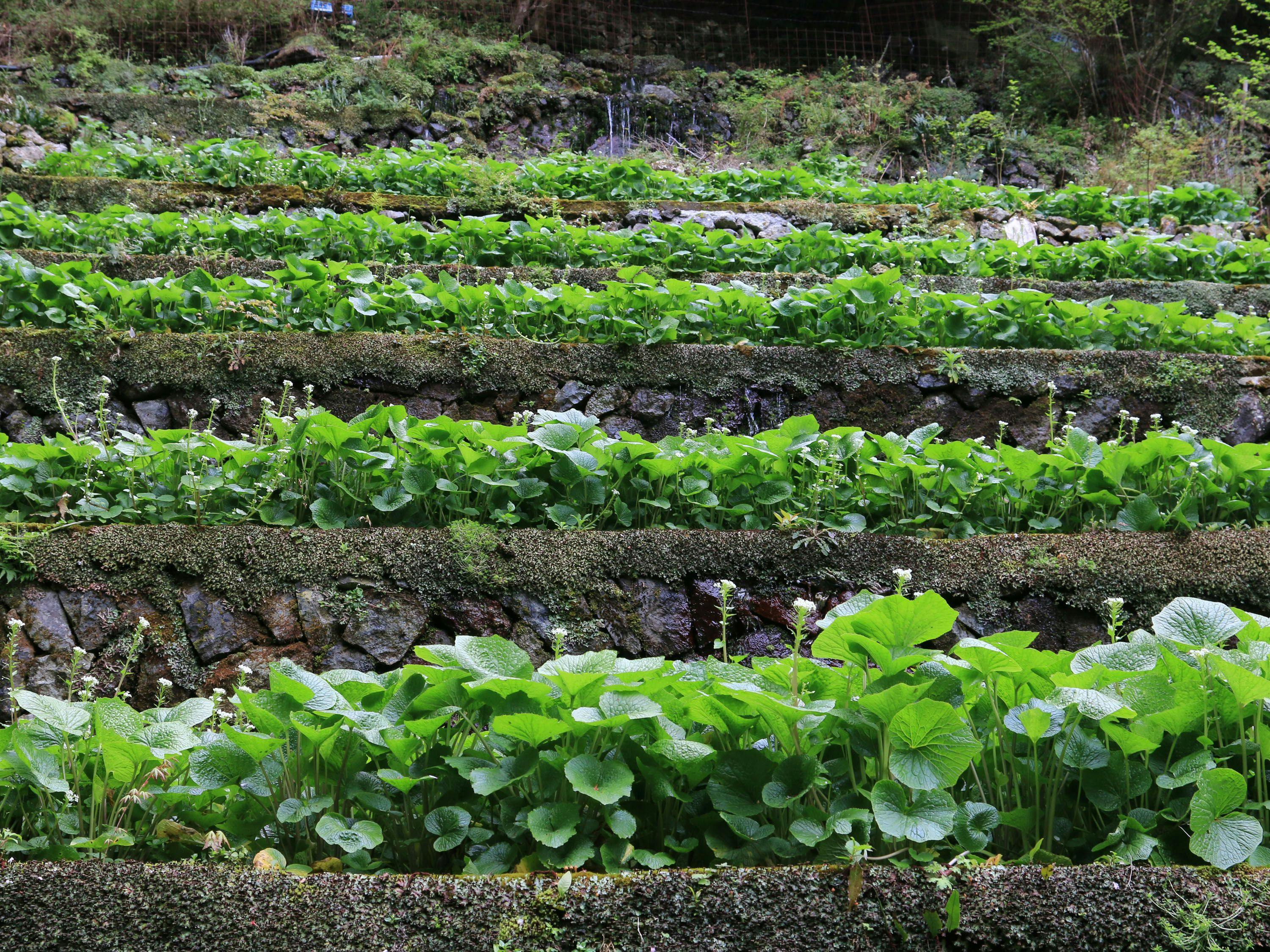 WASABI VILLAGE
