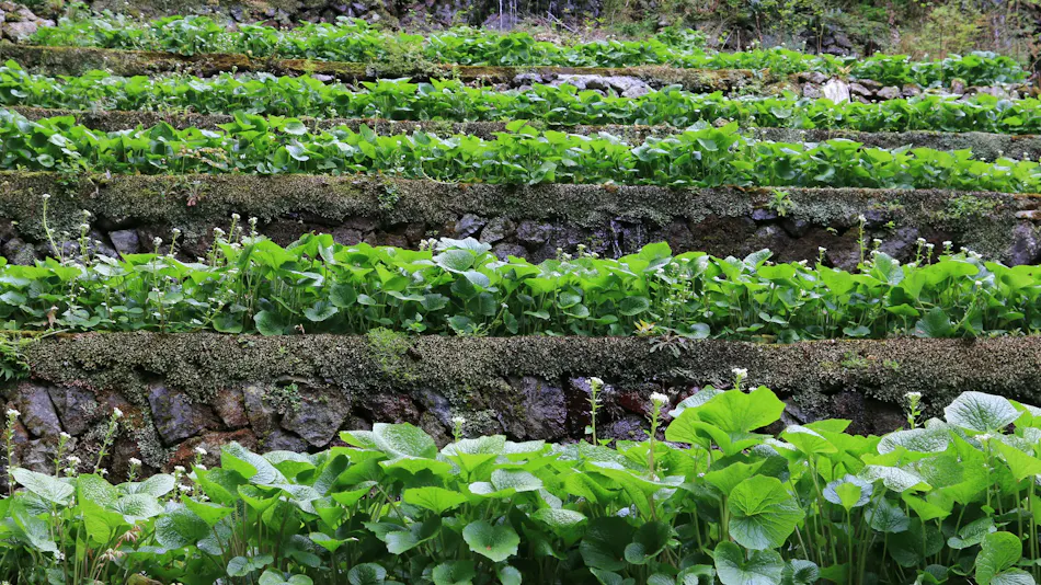 WASABI VILLAGE