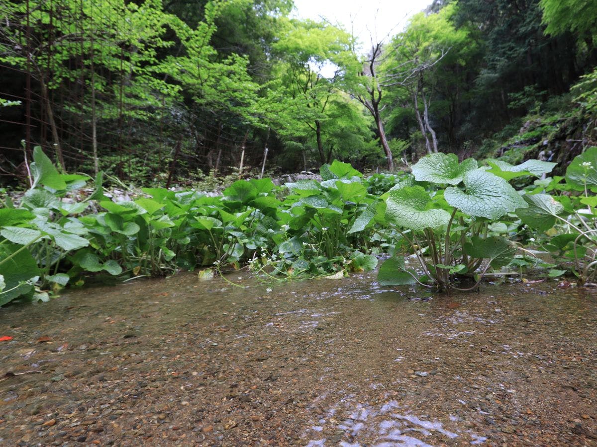 맑은 물과 싱그러운 신록이 어우러진 와사비 밭 풍경