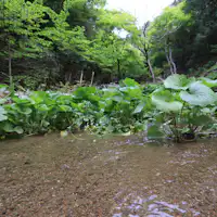 맑은 물과 싱그러운 신록이 어우러진 와사비 밭 풍경