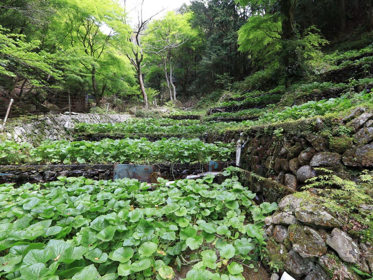 맑은 계류와 싱그러운 신록에 둘러싸인 와사비 밭