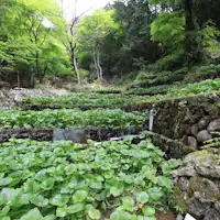 맑은 계류와 싱그러운 신록에 둘러싸인 와사비 밭