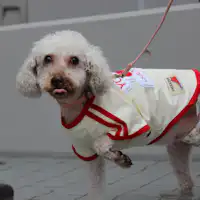 มีอุปกรณ์ล้างเท้าสำหรับสุนัขครบครัน