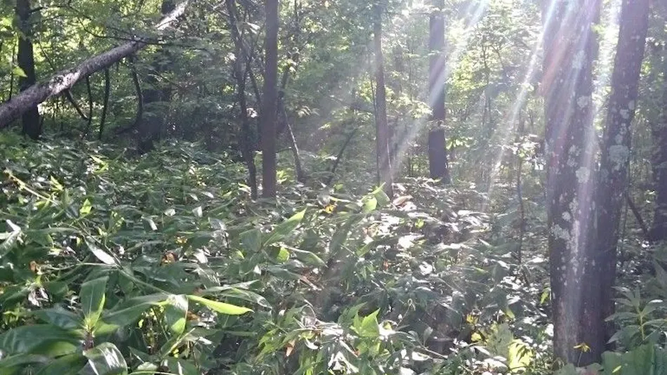 Ituka Furano e