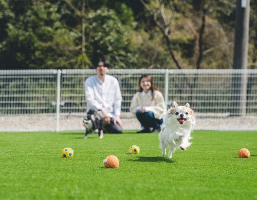 ドッグランで思い切り遊ぼう