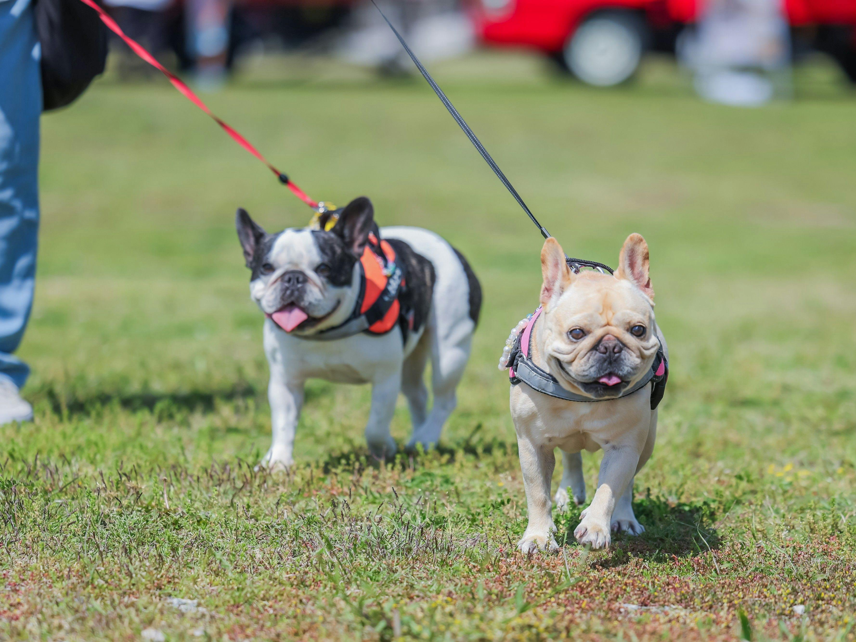 สนุกได้พร้อมน้องหมาที่คุณรัก!