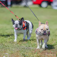 สนุกได้พร้อมน้องหมาที่คุณรัก!