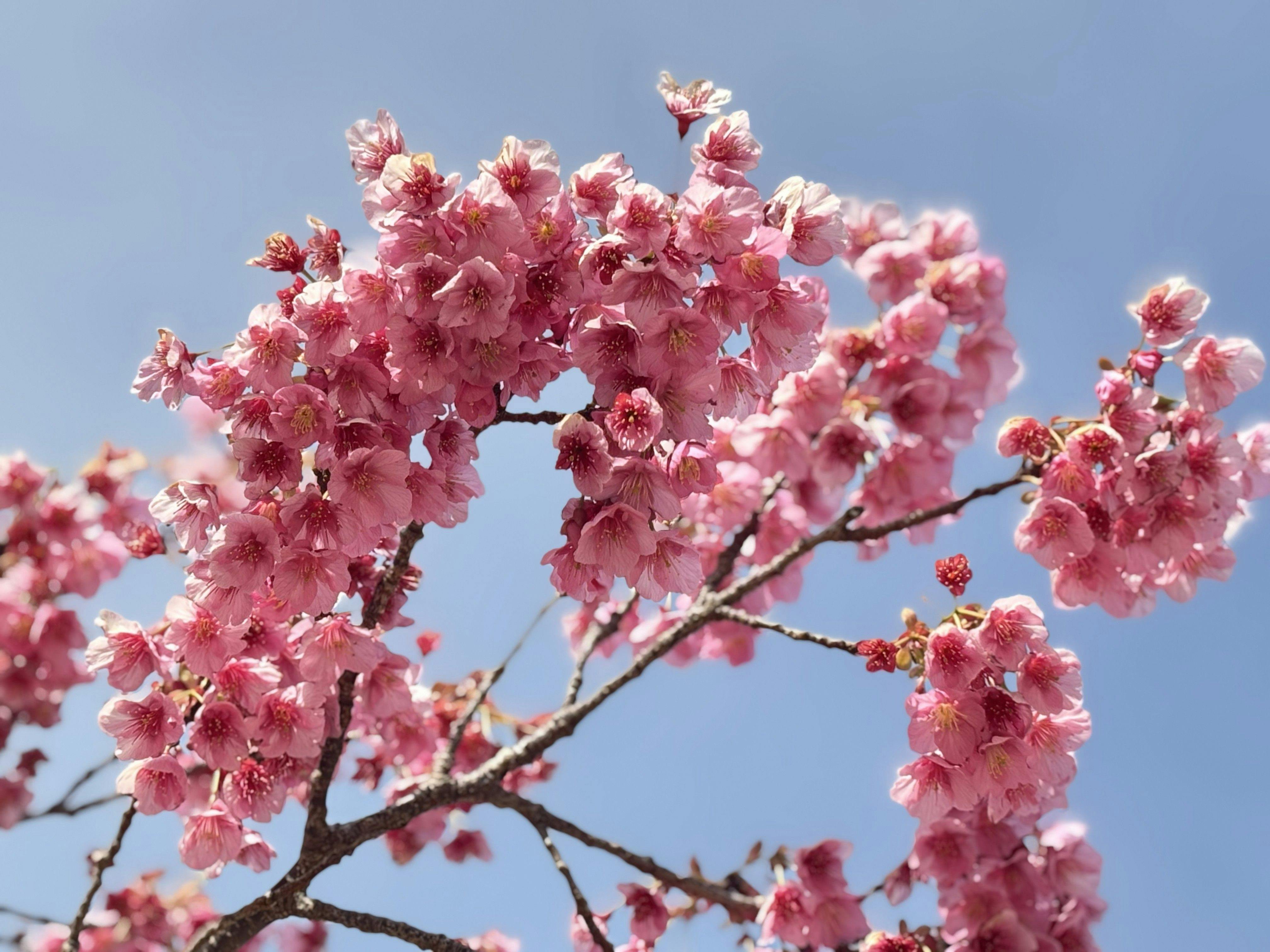 ซากุระโทอิ