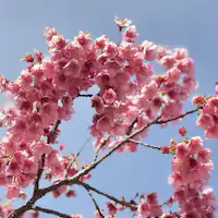 ซากุระโทอิ