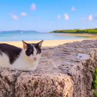 【ท่องเที่ยว】 แมวเกาะ