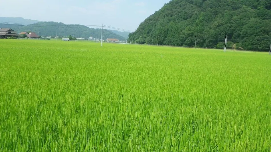 Satoyama Hanare