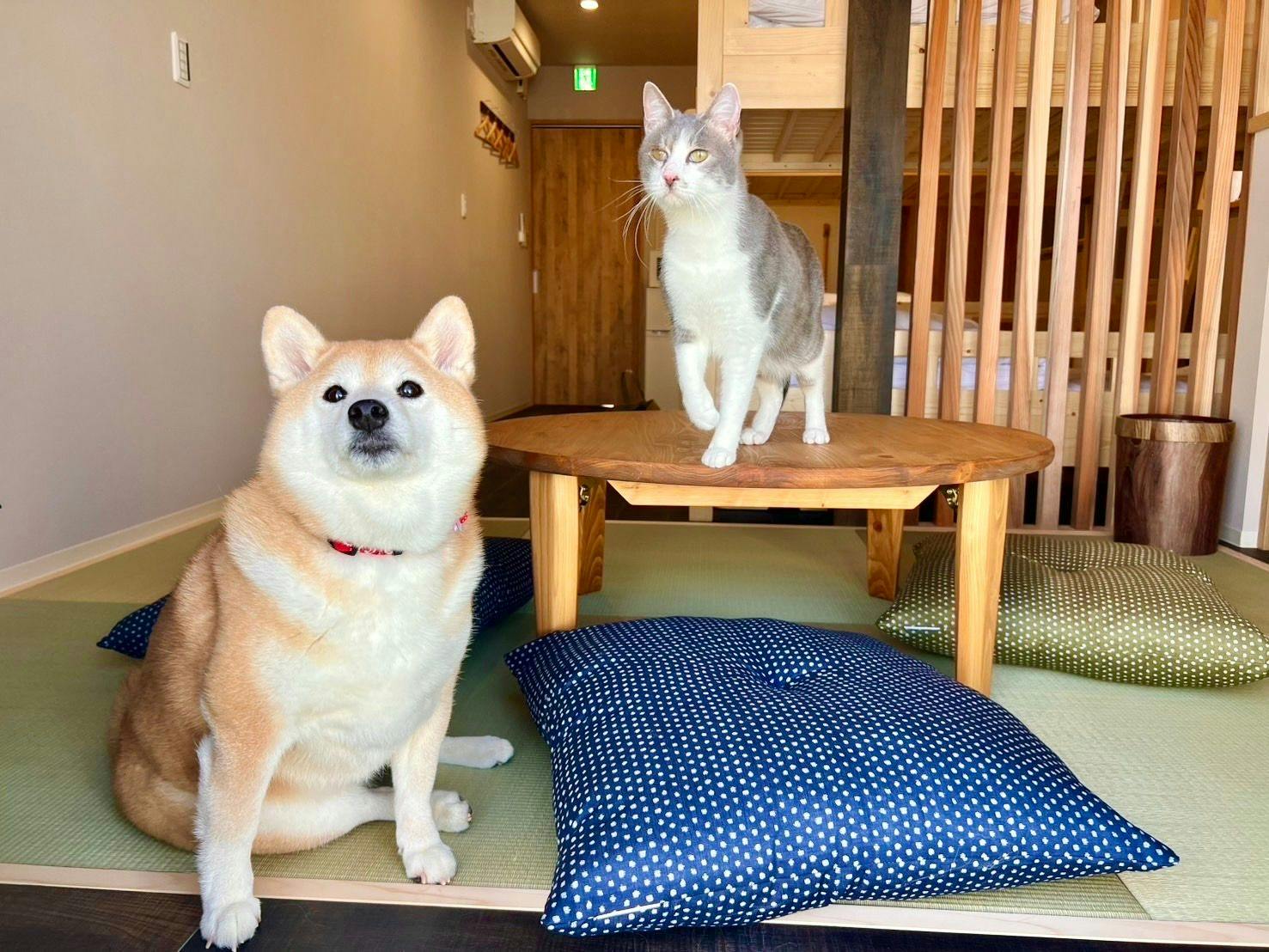 Stay Inn Shiawase Nyanchi
