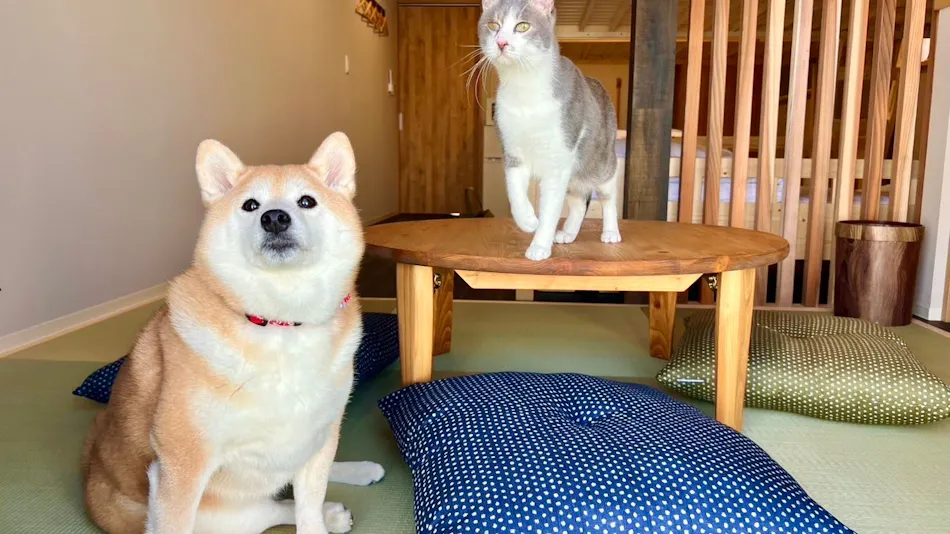 Stay Inn Shiawase Nyanchi