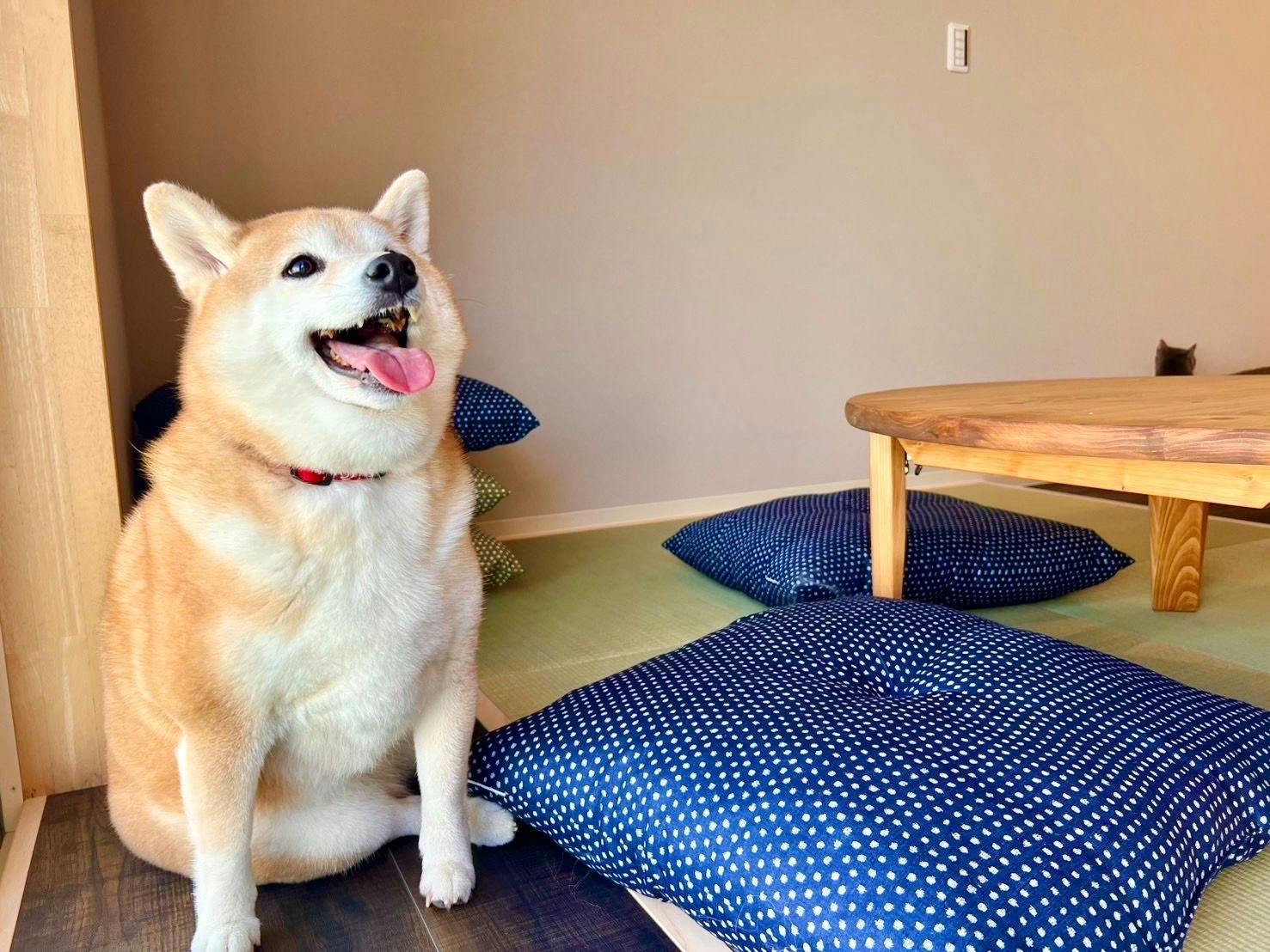 พักกับน้องหมาในห้องพัก