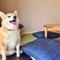 พักกับน้องหมาในห้องพัก