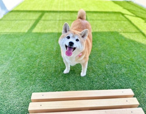 わんちゃんとドックラン