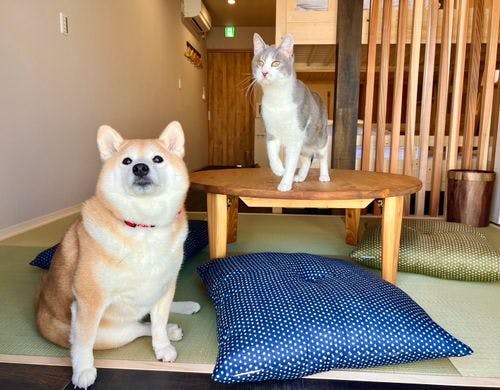 わんちゃんとにゃんこ