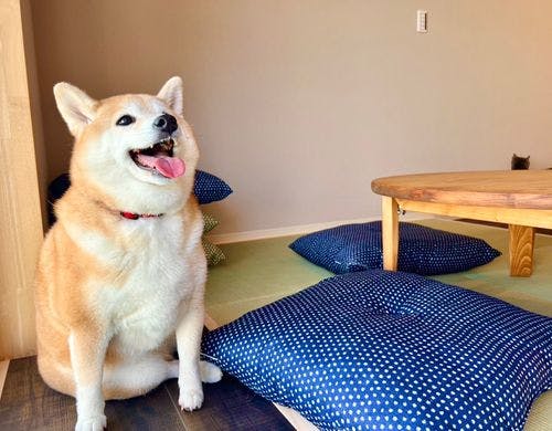 わんちゃんとお部屋で