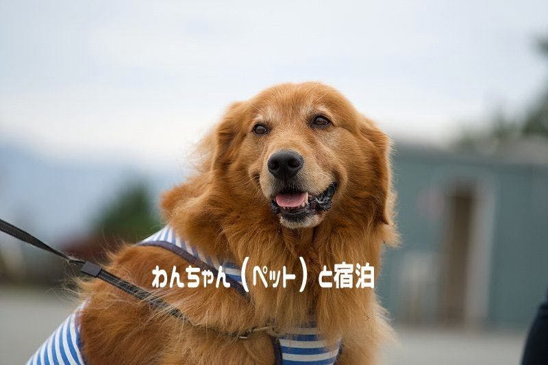 เข้าพักพร้อมสุนัข 1 ตัว