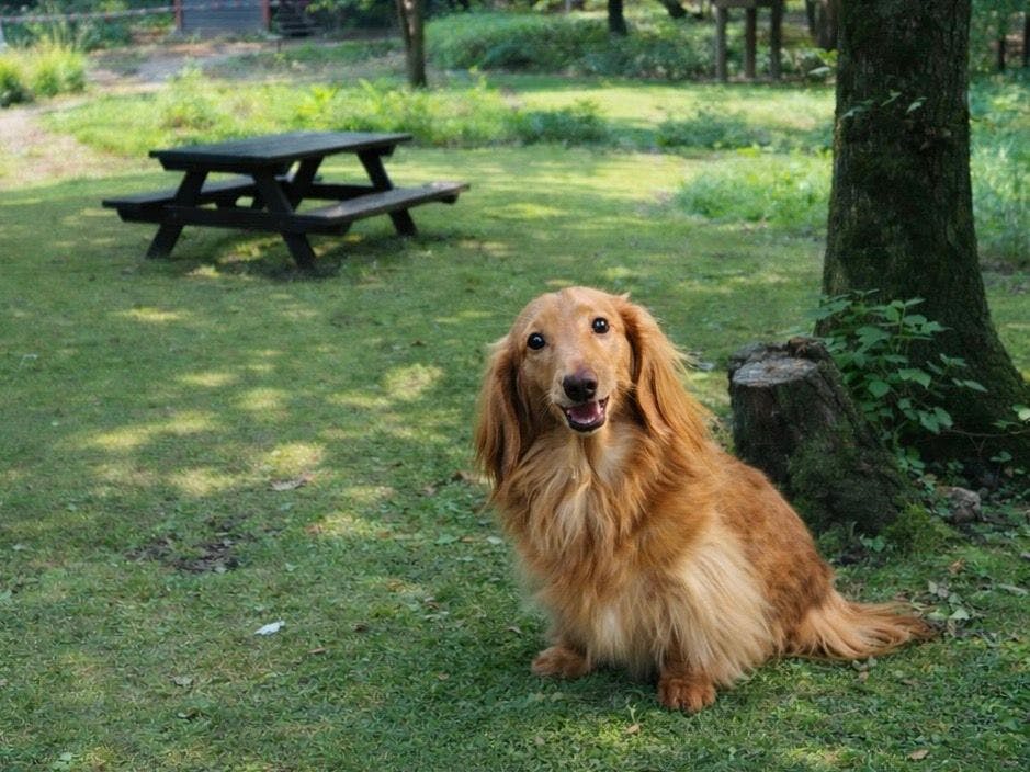 เดินเล่นในสวนหลังบ้านใต้ต้นสน