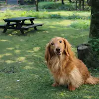 เดินเล่นในสวนหลังบ้านใต้ต้นสน