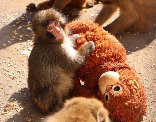 パンチくんで話題の市川市動植物
