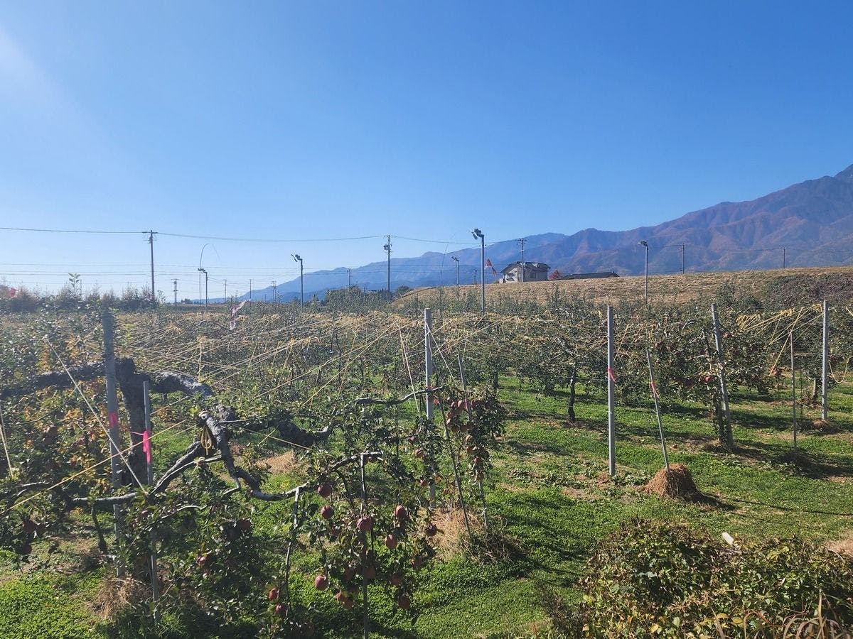 สวนเกษตรส่วนตัว・สวนแอปเปิล