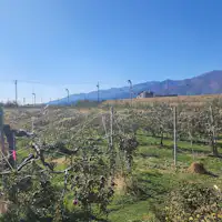 สวนเกษตรส่วนตัว・สวนแอปเปิล