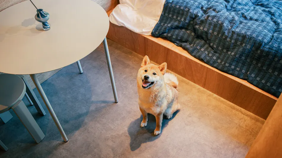 Ruff-Laugh Chiba