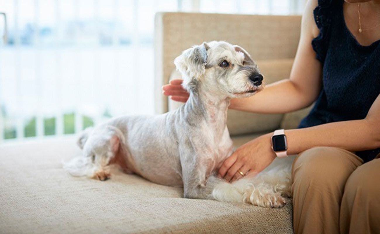 2021年最新 ペットと泊まれるホテルランキング 一休 Com