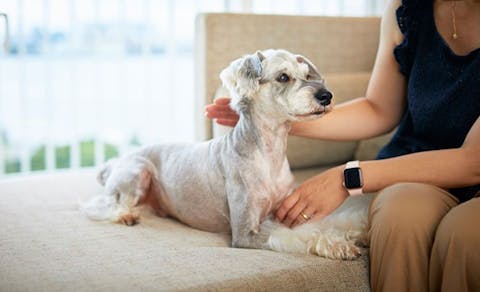 2021年最新 ペットと泊まれるホテルランキング 一休 Com