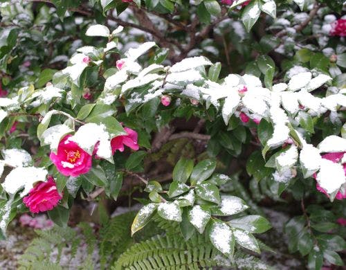 本館 特別室15帖＋14帖 イメージ