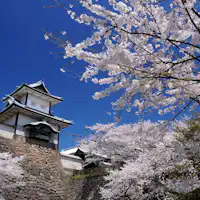春の金沢城(車で60分)