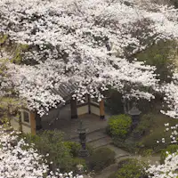 Taman Jepang Musim Semi