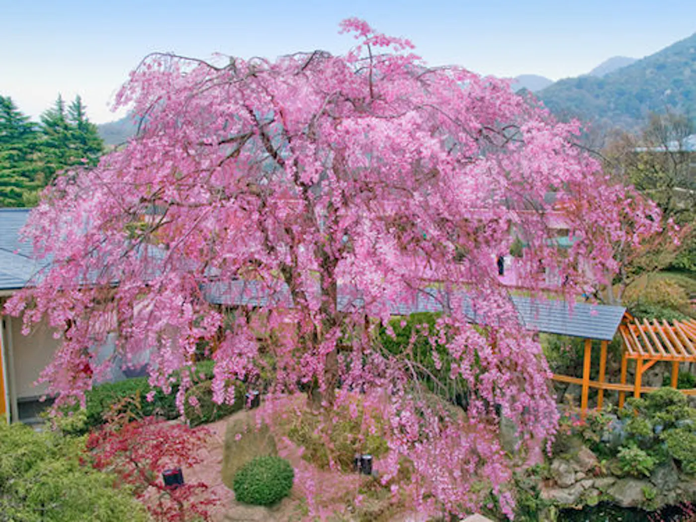 有馬温泉 兵衛向陽閣：しだれ桜