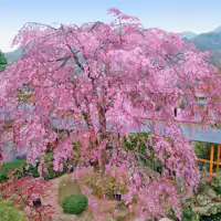 樹齢100年の八重紅しだれ桜