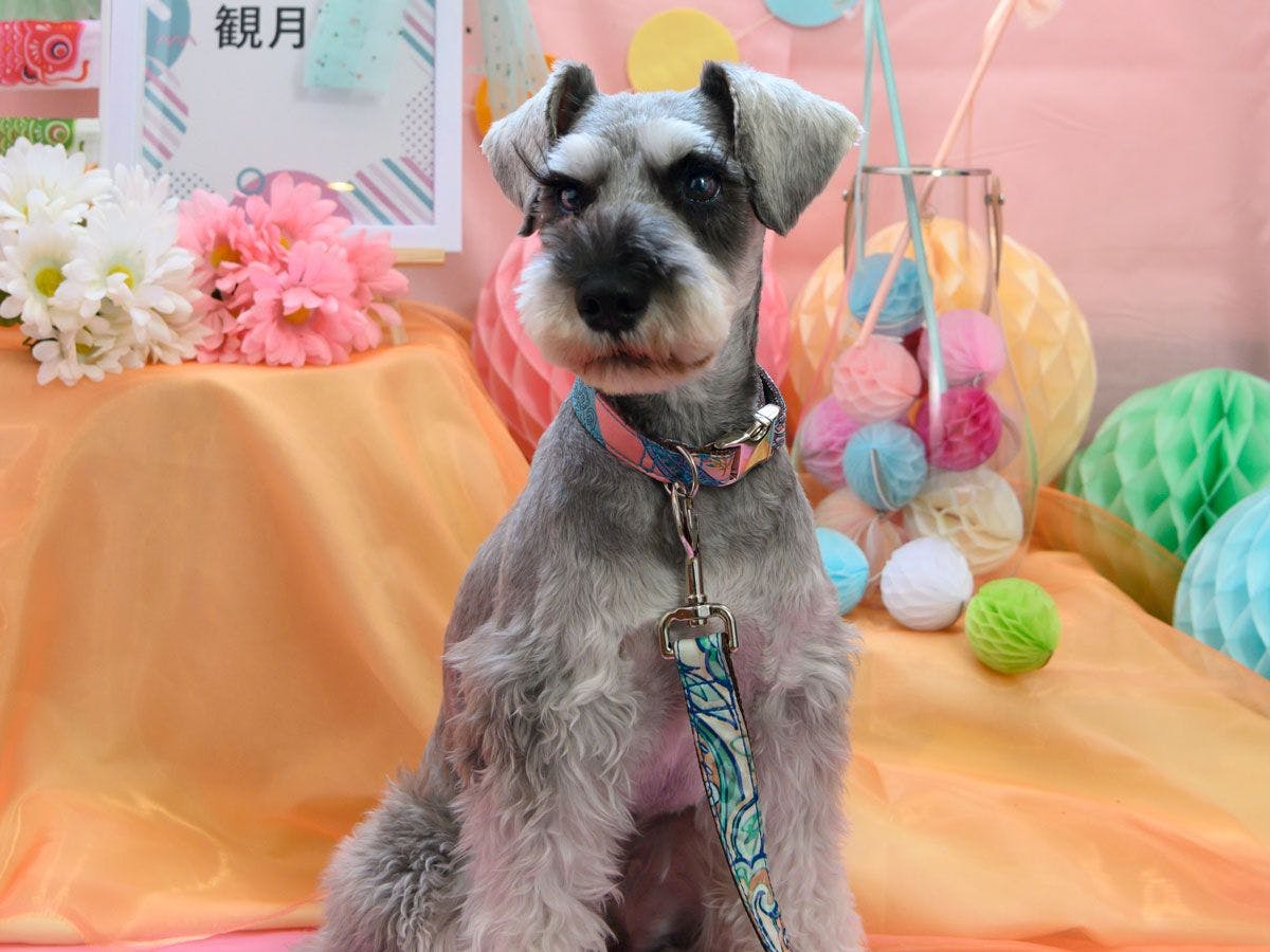 Tempat foto untuk anjing kesayangan