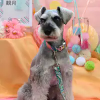 Tempat foto untuk anjing kesayangan