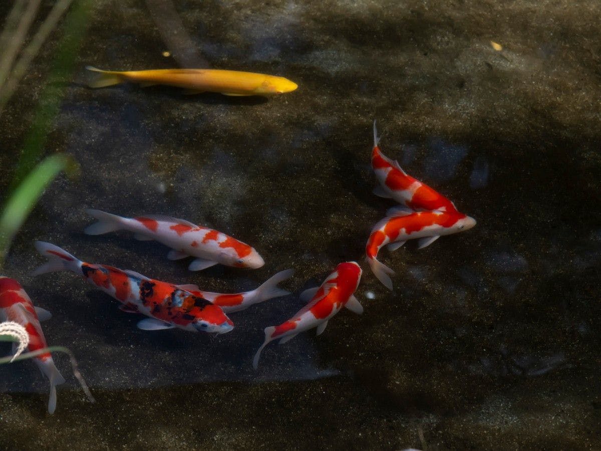 信玄の湯　湯村温泉　常磐ホテル