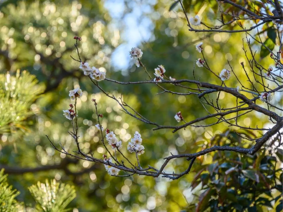 【Jelajahi Taman】Aroma bunga plum yang menandakan datangnya musim semi