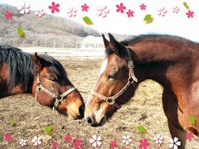 うらかわ優駿ビレッジAERU(アエル)