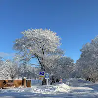 ・【雪の優駿さくらロード】