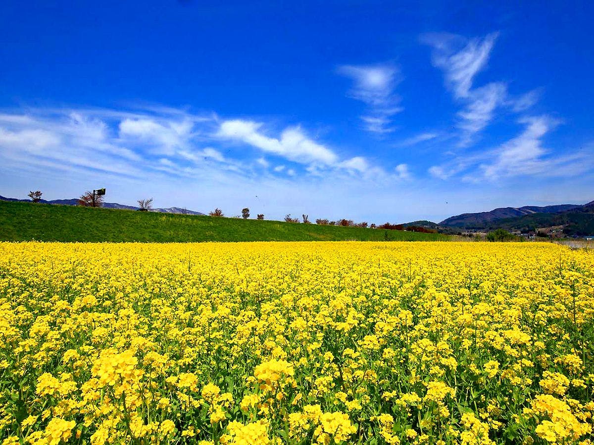 ดอกคาโนลาที่อิยามะในฤดูใบไม้ผลิ