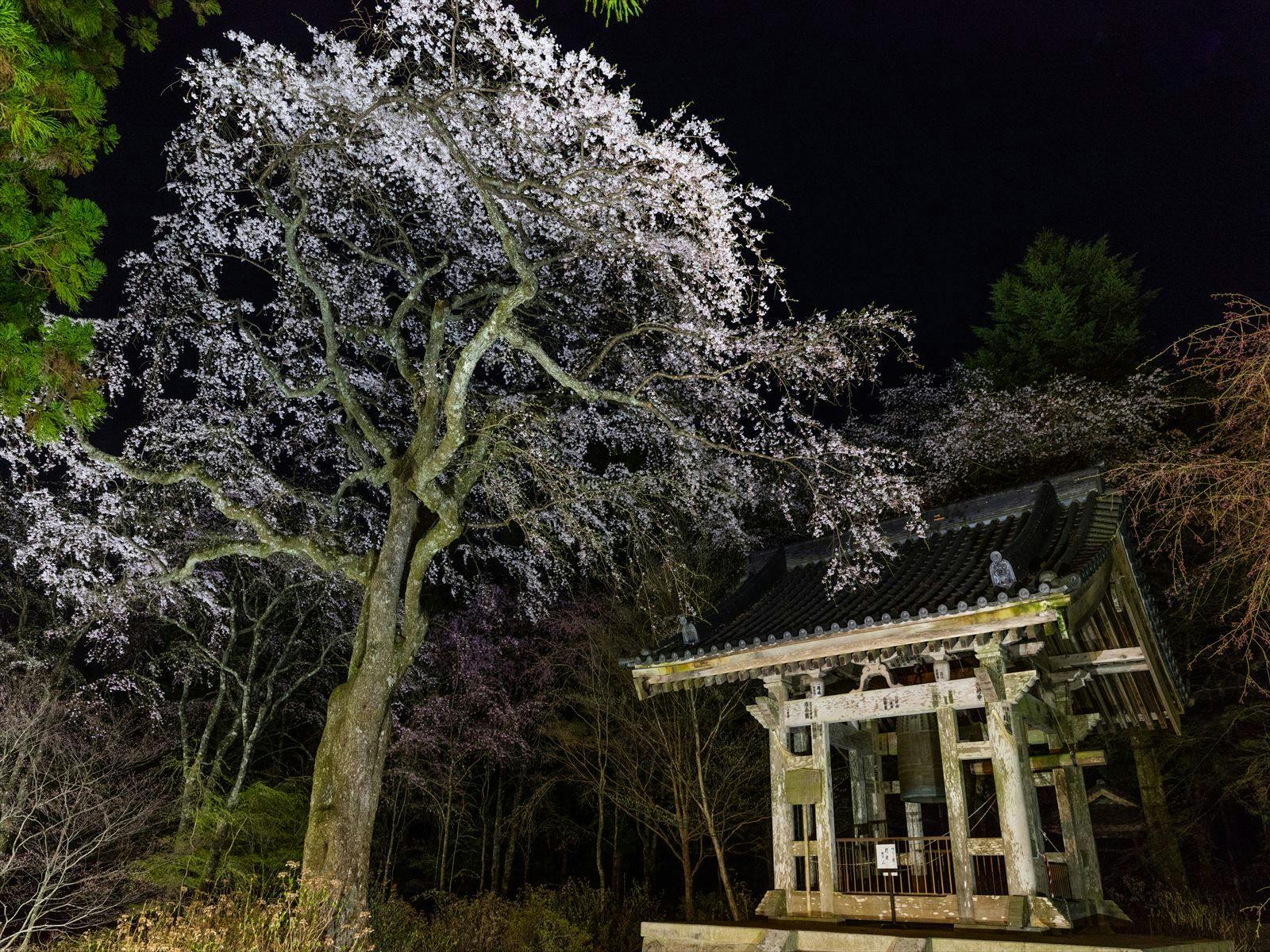 Kuil Kozenji - Pohon sakura kuno di menara lonceng.