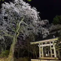 Kuil Kozenji - Pohon sakura kuno di menara lonceng.