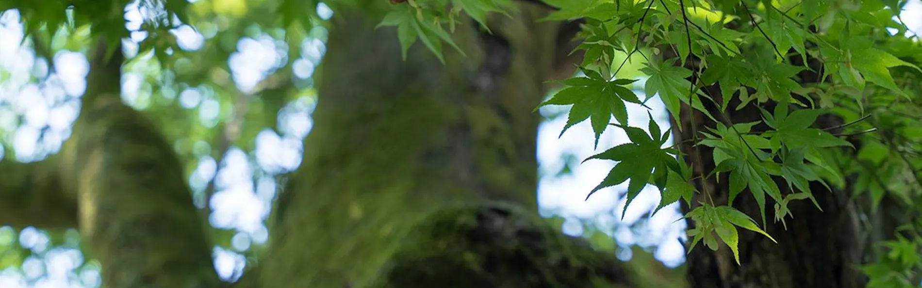 山中温泉 胡蝶