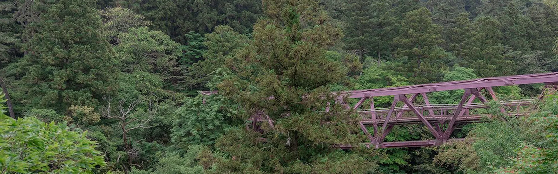 山中温泉 胡蝶